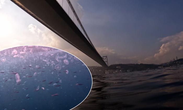 İstanbul Boğazı’nda denizanası istilası