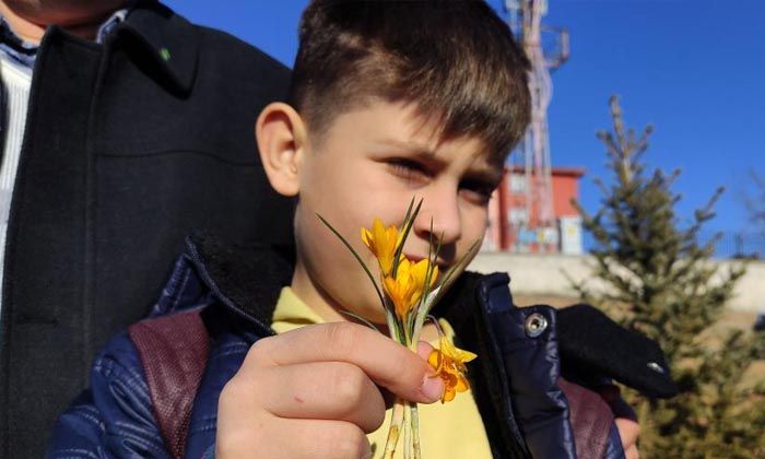 Kış gelmedi, çiğdem çiçekleri açtı