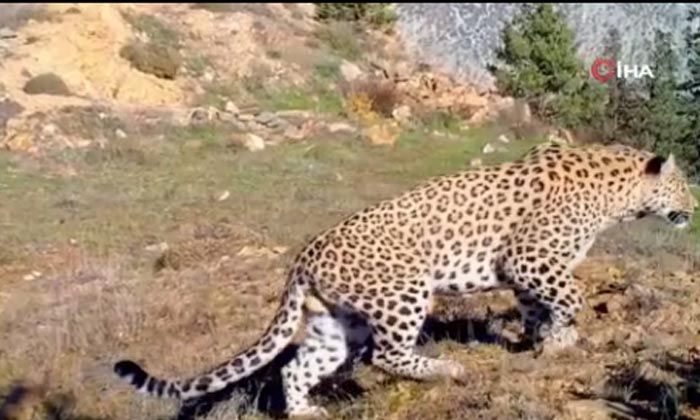 Afrika değil; Türkiye