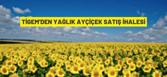 TİGEM’den yağlık ayçiçeği satış ihalesi