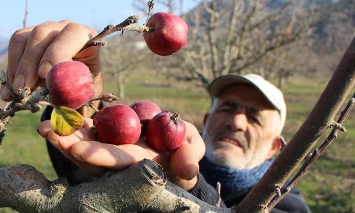 Elma ağaçları kışın meyve vermeye başladı