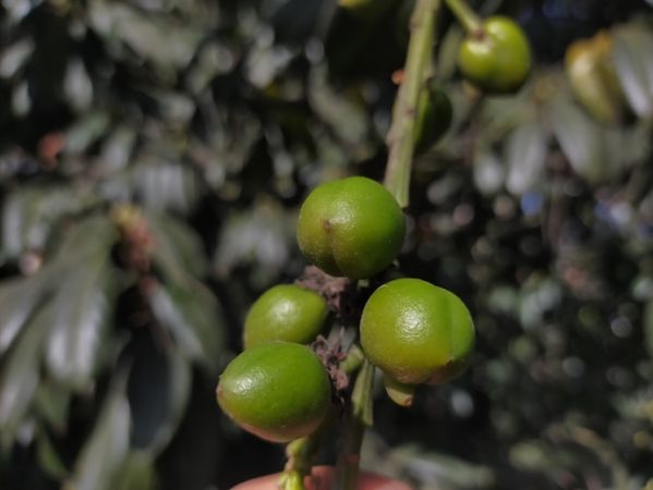 Kış ortasında karayemiş ağacı meyve verdi