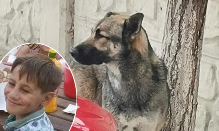 Katil köpeği küpe ele verdi