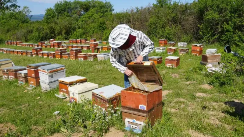 Kastamonu’da kestane balına gal arısı darbesi: Üretimi yüzde 75 düşürdü