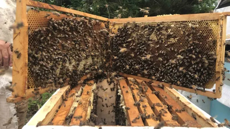 Kastamonu’da kestane balına gal arısı darbesi: Üretimi yüzde 75 düşürdü