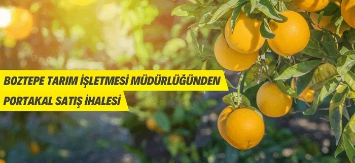Boztepe Tarım İşletmesi Müdürlüğünden portakal satış ihalesine davet