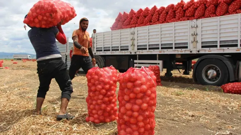 Amasya’da soğan tarlada 6 TL Amasya’da soğan tarlada 6 TL