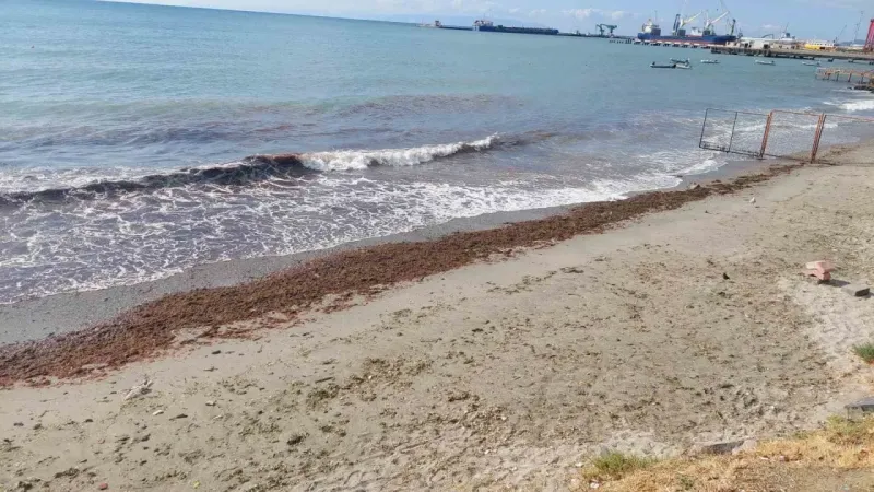 Marmara Denizi’nde kızıl yosun alarmı