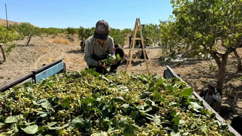 Yeşil altında yüksek rekolte