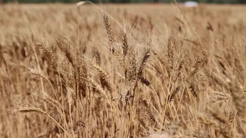 Sivas buğday hasadında rekora koşuyor