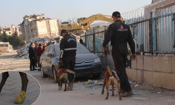 Köpekler yaralı olmalarına rağmen enkazdan enkaza koştu