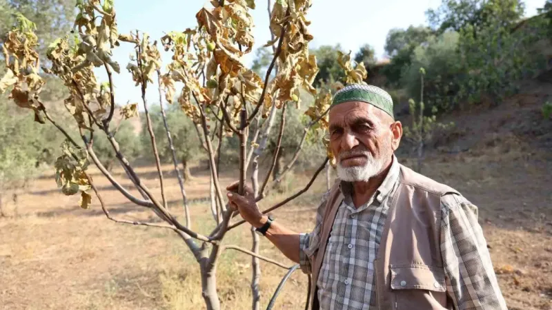 Aydın’da kuraklık ve susuzluk alarmı, incir ağaçları kurumaya başladı