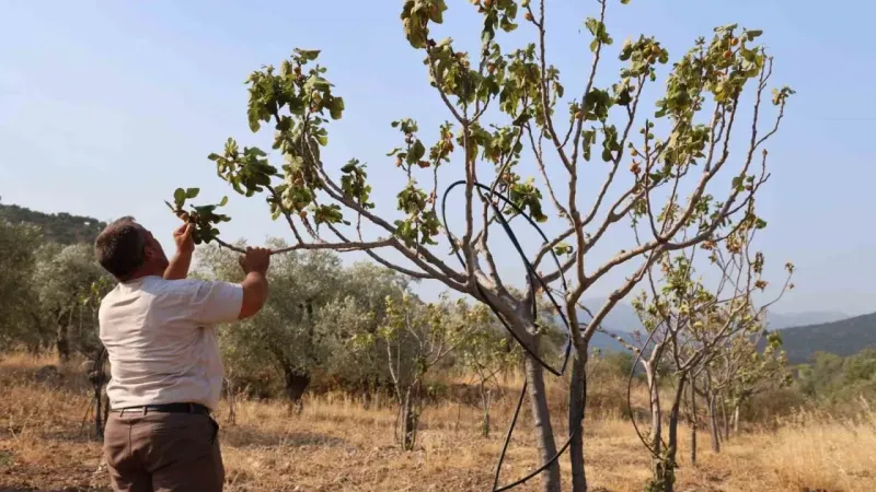 Aydın’da kuraklık ve susuzluk alarmı, incir ağaçları kurumaya başladı