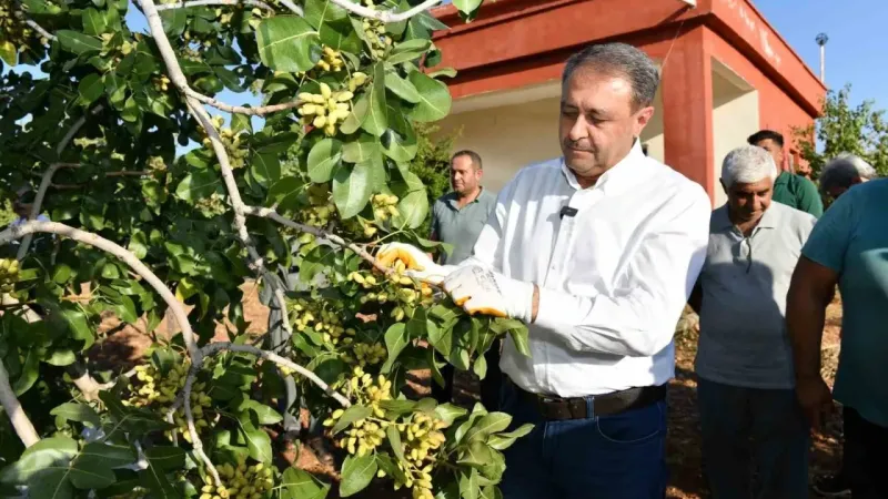 Fıstıkta 180 bin ton rekolte bekleniyor Fıstıkta 180 bin ton rekolte bekleniyor