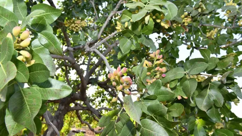 Fıstıkta 180 bin ton rekolte bekleniyor Fıstıkta 180 bin ton rekolte bekleniyor