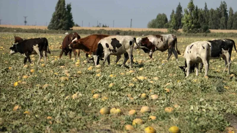 300 dönüm arazideki kavunu hayrına bırakmıştı, toplanmayan binlerce kavun hayvanlara yem oldu