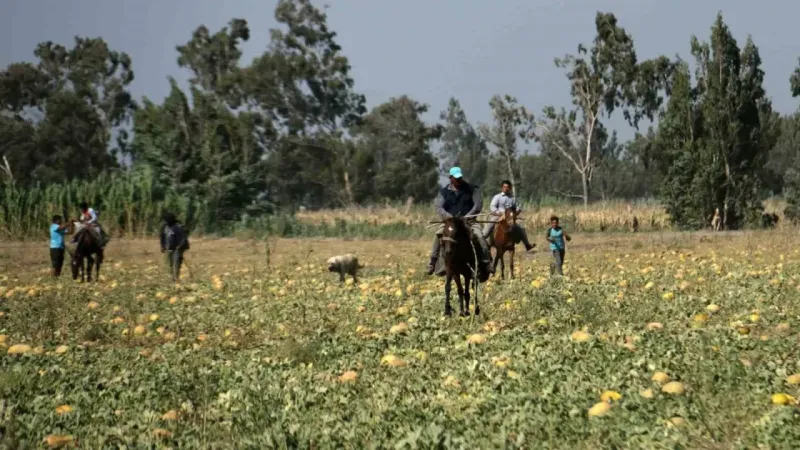 300 dönüm arazideki kavunu hayrına bırakmıştı, toplanmayan binlerce kavun hayvanlara yem oldu