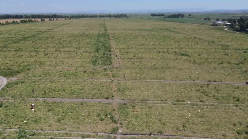 300 dönüm arazideki kavunu hayrına bırakmıştı, toplanmayan binlerce kavun hayvanlara yem oldu