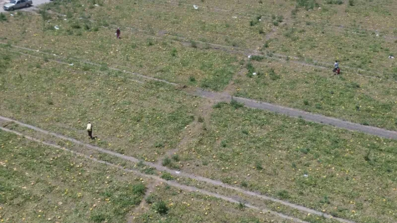 300 dönüm arazideki kavunu hayrına bırakmıştı, toplanmayan binlerce kavun hayvanlara yem oldu