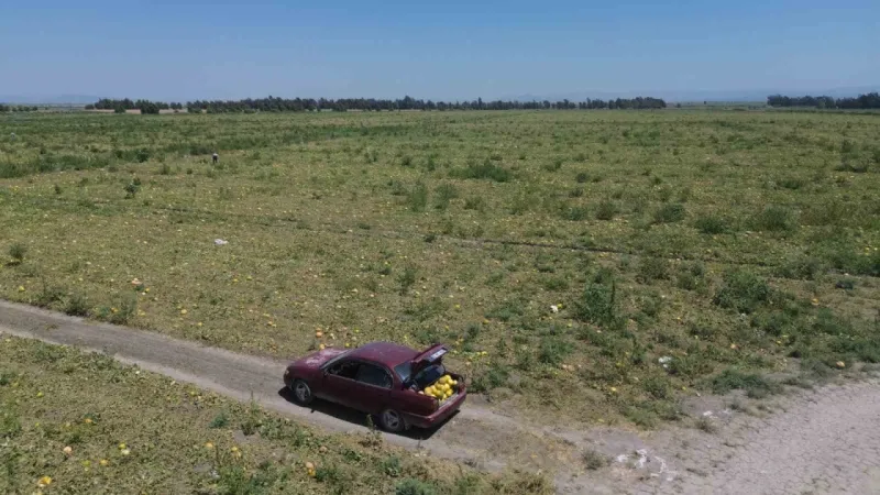 300 dönüm arazideki kavunu hayrına bırakmıştı, toplanmayan binlerce kavun hayvanlara yem oldu
