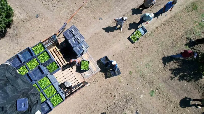 Adana’da limonun fiyatını düşürecek hasat başladı