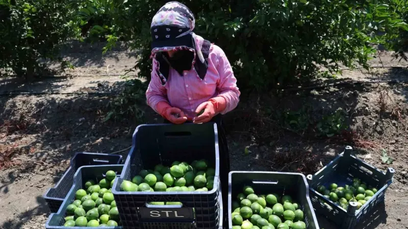 Adana’da limonun fiyatını düşürecek hasat başladı