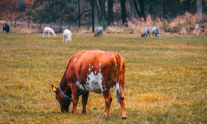 Büyükbaş hayvan hibe desteği başladı mı? Ne zaman başlayacak? Başvuru nasıl yapılır?