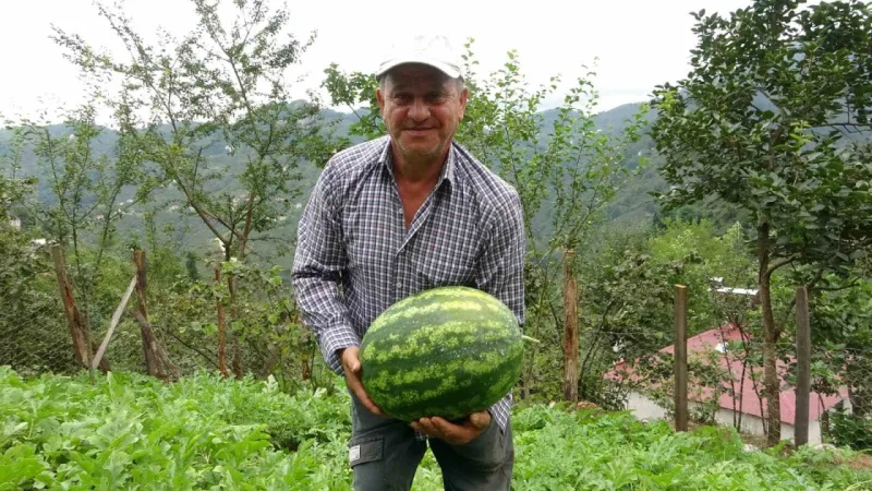 Giresun’da fındık üreticisi Adana karpuzu yetiştiriciliğine başladı