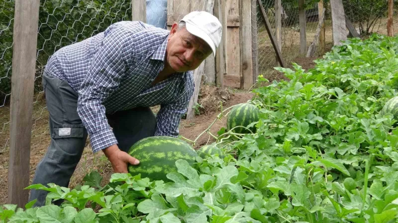 Giresun’da fındık üreticisi Adana karpuzu yetiştiriciliğine başladı