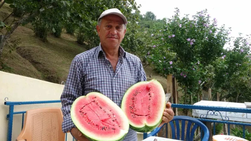 Giresun’da fındık üreticisi Adana karpuzu yetiştiriciliğine başladı