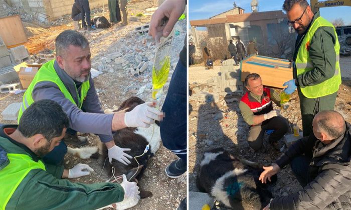 2 buzağı depremin 13’üncü gününde sağ olarak çıkarıldı