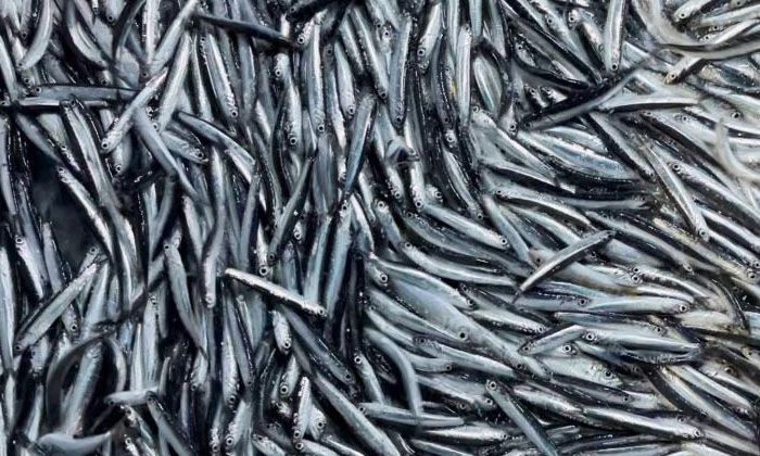 Marmara Denizi ile İstanbul ve Çanakkale Boğazları’nda hamsi avcılığı durduruldu