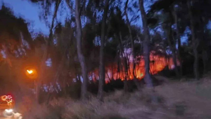 Heybeliada’da ormanlık alanda yangın