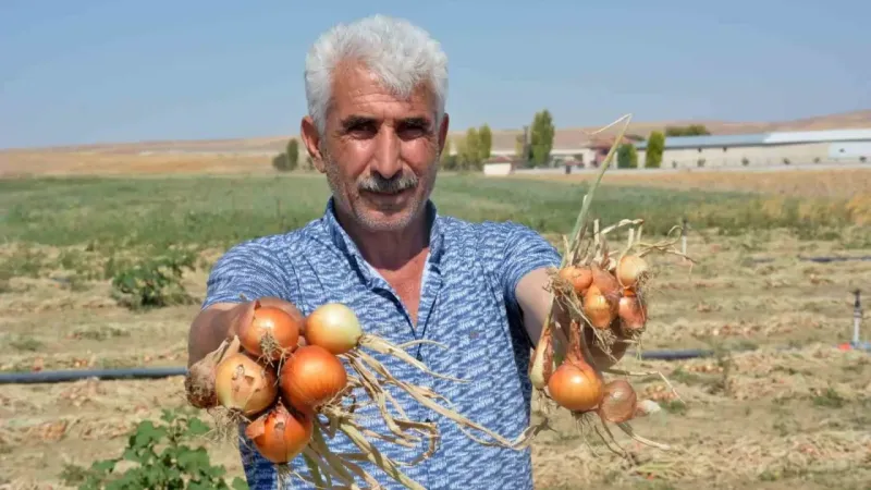 Soğan tarlada yandı