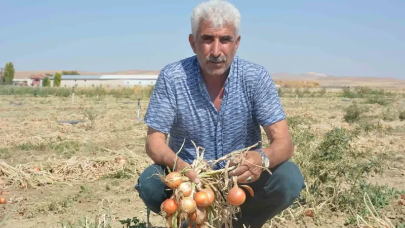 Soğan tarlada yandı