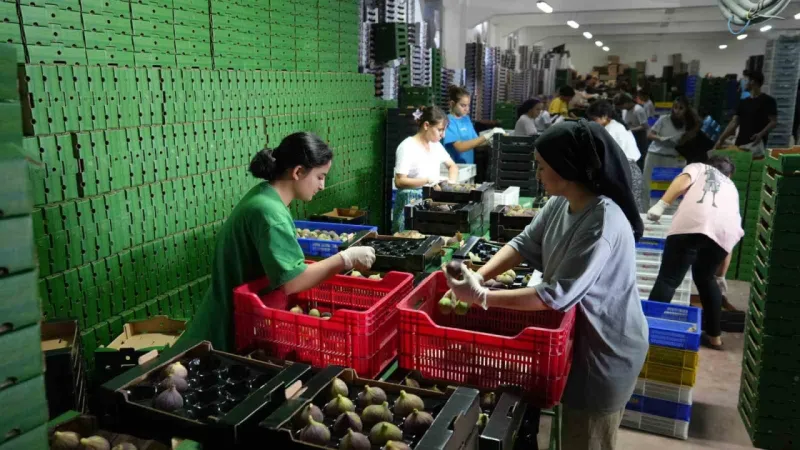 Türkiye bu yıl siyah incire doyacak