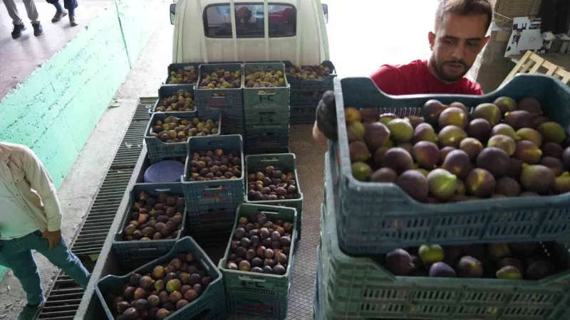 Türkiye bu yıl siyah incire doyacak