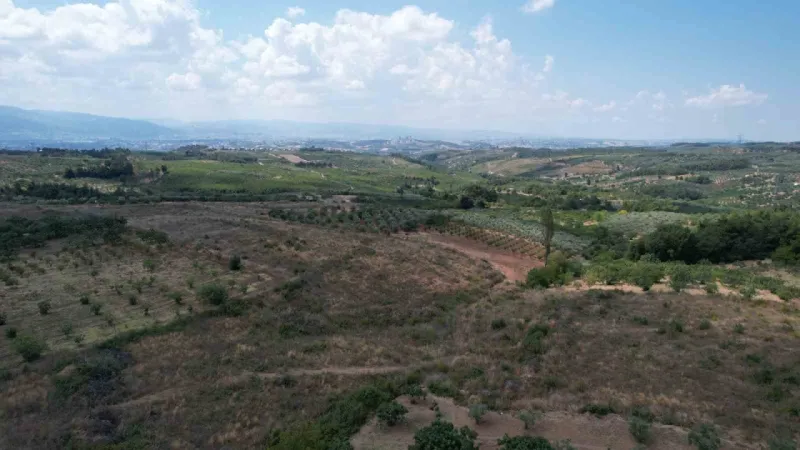 Türkiye bu yıl siyah incire doyacak