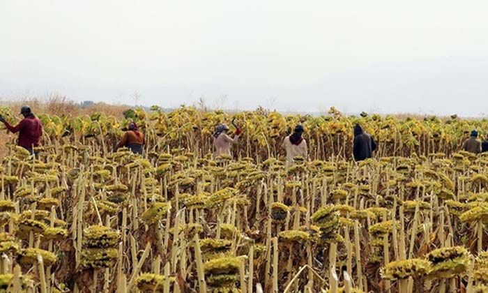 TÜİK’in açıkladığı tarım işçileri günlük ücretleri ne kadar?