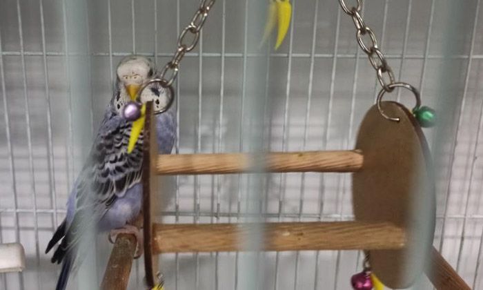 Depremler kuş satışlarını patlattı