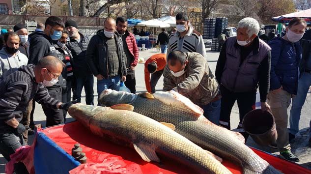 Dev turna balıkları sosyal mesafeyi unutturdu