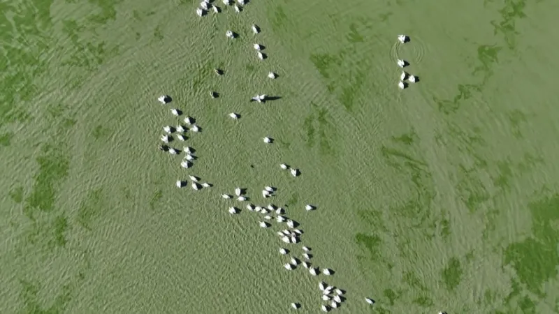 Ladik Gölü, ’Ladik çölü’ oluyor