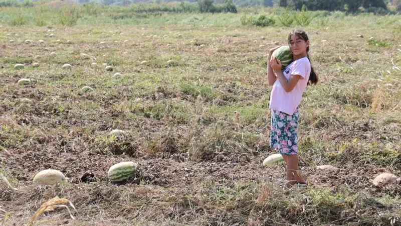 Fiyatlar düşünce karpuz tarlada kaldı