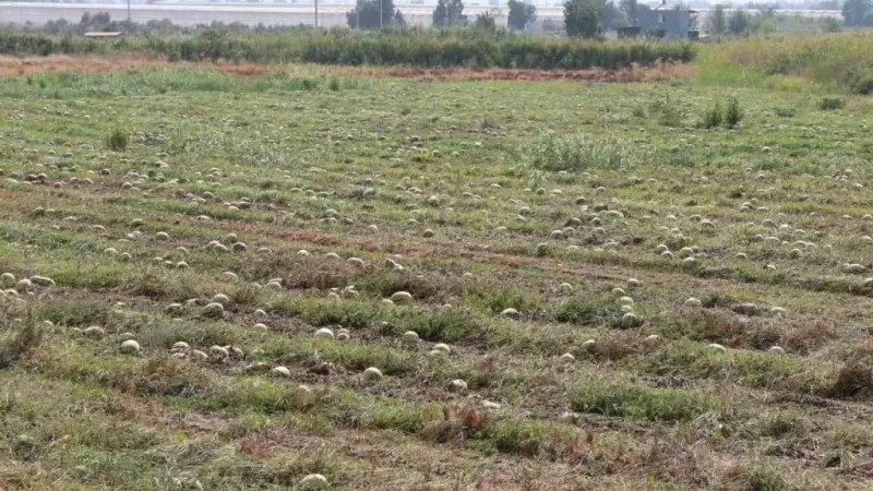 Fiyatlar düşünce karpuz tarlada kaldı