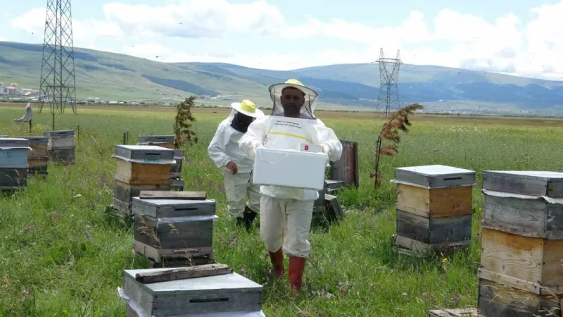 Arı zehrinin fiyatı dudak uçuklatıyor