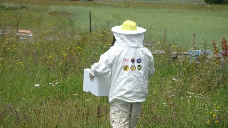 Arı zehrinin fiyatı dudak uçuklatıyor