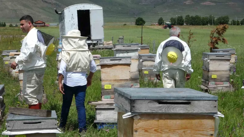 Arı zehrinin fiyatı dudak uçuklatıyor