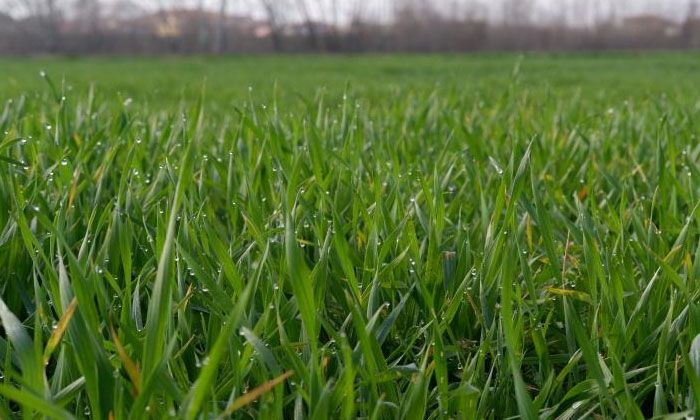 Buğday filizleri çimen boyunda kaldı!