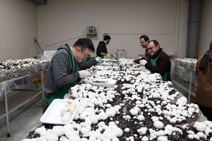 Mantarları depremzedeler göndereceğiz