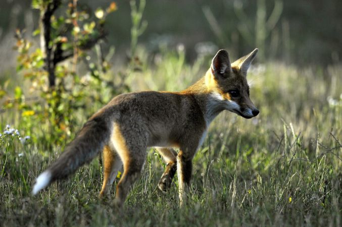 Fransa’da Kuş Gribi Tespit Edildi